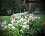Crinum Powellii Album - Crin parfumat intens - 1 bulb mare - imagine 3