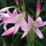 Crinum Powellii - Crin parfumat intens - 1 bulb mare