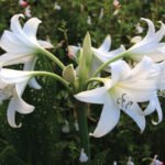 Crinum Powellii Album - Crin parfumat intens - 1 bulb mare