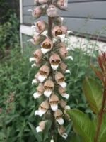 Degetel lanos - Digitalis lanata - planta perena la ghiveci P9 - imagine 2
