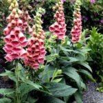 Degetel Capsuna - Digitalis purpurea 'Mertonensis'  - planta perena la ghiveci P9 - imagine 2