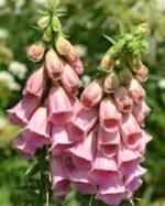 Degetel Capsuna - Digitalis purpurea 'Mertonensis'  - planta perena la ghiveci P9