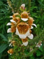 Degetel lanos - Digitalis lanata - planta perena la ghiveci P9
