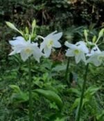 Eucharis Amazonica - Crin de Amazon - 1 bulb - imagine 2