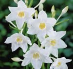 Eucharis Amazonica - Crin de Amazon - 1 bulb