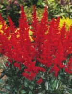 Astilbe Fannal la ghiveci P9, H 5-10 cm