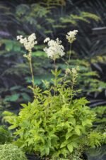 Filipendula Ulmaria - Cretusca  la ghiveci P9 - H 5-10 cm - imagine 2