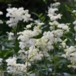Filipendula Ulmaria - Cretusca  la ghiveci P9 - H 5-10 cm