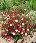Fuchsia  Madame Cornelissen la ghiveci P9 - H 5-10 cm - imagine 2