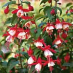 Fuchsia  Madame Cornelissen la ghiveci P9 - H 5-10 cm