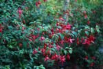 Fuchsia Ricartonii rezistenta la frig - Cercelusi de gradina la ghiveci P9 - H 5-10 cm - imagine 2