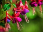 Fuchsia Ricartonii rezistenta la frig - Cercelusi de gradina la ghiveci P9 - H 5-10 cm