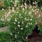 Gaura lindheimeri 'Whirling Butterflies' - Floarea albinelor la ghiveci P9 - imagine 2