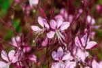 Gaura lindheimeri 'Siskiyou Pink' - Floarea albinelor la ghiveci P9