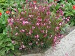 Gaura lindheimeri 'Siskiyou Pink' - Floarea albinelor la ghiveci P9 - imagine 2