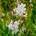 Gaura lindheimeri 'Whirling Butterflies' - Floarea albinelor la ghiveci P9