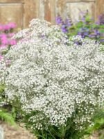 Gypsophila paniculata - Floarea miresei - 1 radacina nuda - imagine 2