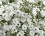 Gypsophila paniculata - Floarea miresei - 1 radacina nuda