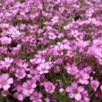 Gypsophila repens 'Rosa Schönheit' - Floarea miresei roz la ghiveci P9