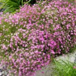 Gypsophila repens 'Rosa Schönheit' - Floarea miresei roz la ghiveci P9 - imagine 2