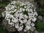 Gypsophila cerastioides - Floarea miresei la ghiveci P9 - H 5-10 cm - imagine 2