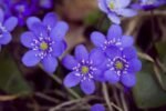 Hepatica Nobilis - Floarea ficatului Semi vesnic verde la ghiveci P9
