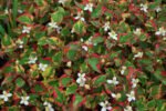 Houttuynia cordata „Chameleon” - planta Cameleon la ghiveci P9, H 5-10 cm - imagine 2