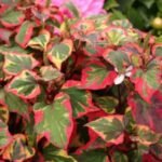 Houttuynia cordata „Chameleon” - planta Cameleon la ghiveci P9, H 5-10 cm