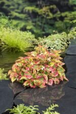 Houttuynia cordata „Chameleon” - planta Cameleon la ghiveci P9, H 5-10 cm - imagine 3