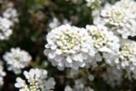 Iberis sempervirens „Fulg de zăpadă” - vesnic verde la ghiveci P9