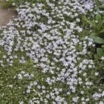 Isotoma fluviatilis - Steaua Albastra acoperitoare de sol vesnic verde la ghiveci P9 - imagine 2
