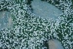Isotoma fluviatilis - Steaua Albastra acoperitoare de sol vesnic verde la ghiveci P9 - imagine 3