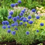 Jasione laevis  'Blaulicht' - Lumina albastră la ghiveci P9, H 5-10 cm