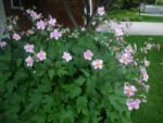 Anemone hybrida„September Charm” - Anemona japoneza la ghiveci P9 - H 5-10 cm - imagine 2