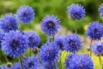 Jasione laevis  'Blaulicht' - Lumina albastră la ghiveci P9, H 5-10 cm - imagine 3