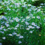 Aster Japonez - Kalimeris incisa „Blue Star” - planta perena la ghiveci P9 - imagine 2