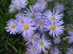 Aster Japonez - Kalimeris incisa „Blue Star” - planta perena la ghiveci P9