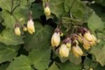 Kirengeshoma palmata - Clopotelul de Ceara Galben la ghiveci P9, H 5-10 cm - imagine 2