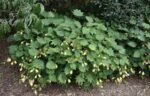 Kirengeshoma palmata - Clopotelul de Ceara Galben la ghiveci P9, H 5-10 cm - imagine 3