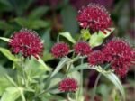 Knautia Macedonica - Scabiosa Macedoneana la ghiveci P9