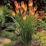 Kniphofia „Royal Castle” - Crin Faclie la ghiveci P9 - H 5-10 cm - imagine 2