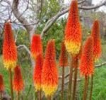 Kniphofia „Royal Castle” - Crin Faclie la ghiveci P9 - H 5-10 cm