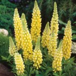 Lupin Chandellier- Lupin Galben la ghiveci P9 - H 5-10 cm