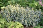 Lamium galeobdolon 'Hermann's Pride' - Lamiastrum - Arhanghelul Galben la ghiveci P9 - H 5-10 cm - imagine 2