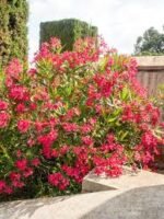 Nerium Oleander Rosu- Leandru Rosu- arbust vesnic verde la ghiveci C3 - H 50-60 cm - imagine 2
