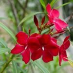 Nerium Oleander Rosu- Leandru Rosu- arbust vesnic verde la ghiveci C3 - H 50-60 cm