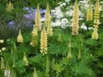 Lupin Chandellier- Lupin Galben la ghiveci P9 - H 5-10 cm - imagine 2