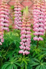 Lupin Chatelaine - Lupin Roz la ghiveci P9 - H 5-10 cm