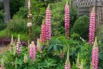Lupin Chatelaine - Lupin Roz la ghiveci P9 - H 5-10 cm - imagine 2