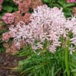 Nerine Vesta - Crin Paianjen Japonez - 1 bulb - imagine 2